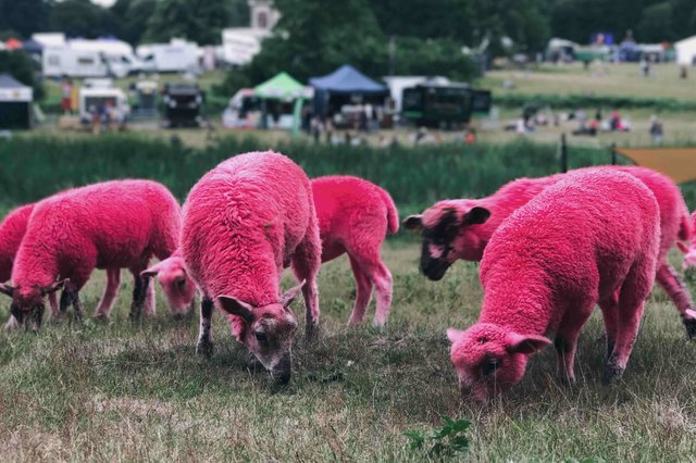 Pink sheep: women will buy anything as long as it's pink!?