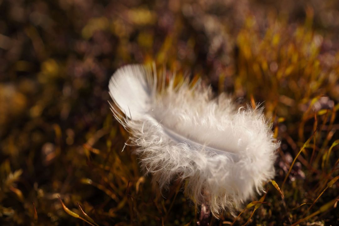 feather